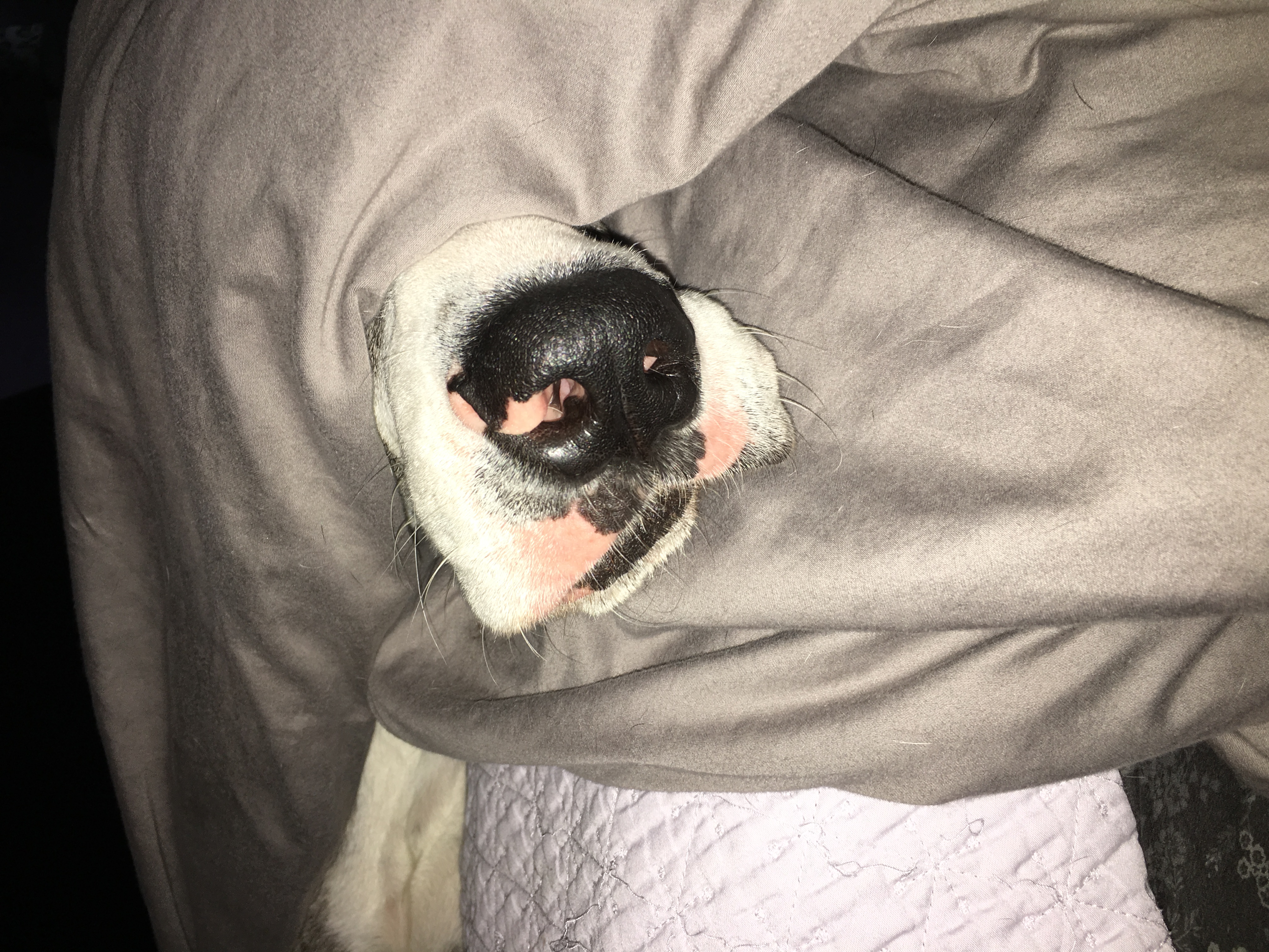 Nose in Covers